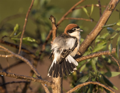 Woodchat shrike 6163 Oued Sous Morocco March.jpg