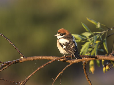 Woodchat shrike Oued Sous Morocco March 6109.jpg