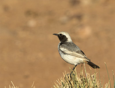 Red-rumped wheatear male 3654 Tazenakht March.jpg