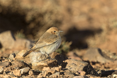 Red-rumped wheatear female 3551 Tazenakht mars.jpg