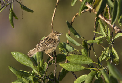 Fan-tailed warbler 6413 Oued Sous Morocco March.jpg