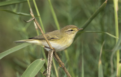 Willow warbler Oued Sous Morocco March 6584.jpg