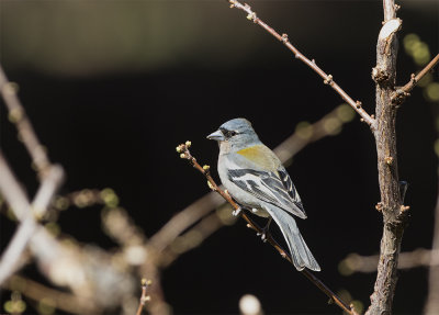 African chaffinch 8586 male Oukkaimeden Morocco March.jpg