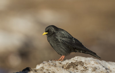 Alpine chough 7701 Oukkaimeden Morocco March.jpg