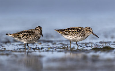 Broad-billed sandpiper Foteviken May 0520 2 ex.jpg