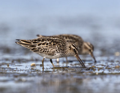 Broad-billed sandpiper Foteviken May 0668 close.jpg