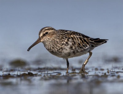 Broad-billed sandpiper Foteviken May ringed.jpg