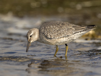 Knot juvenile1027 Näsholmarna September.jpg