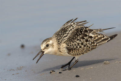 Sanderling 1 c.y. September Revlarna 6842 Skanör.jpg