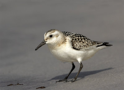 Sanderling 1 c.y. September Revlarna 7437.jpg