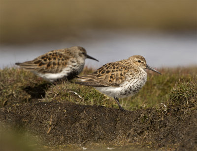 Southern Dunlin female (and male) 8026 Eskilstorp April .jpg