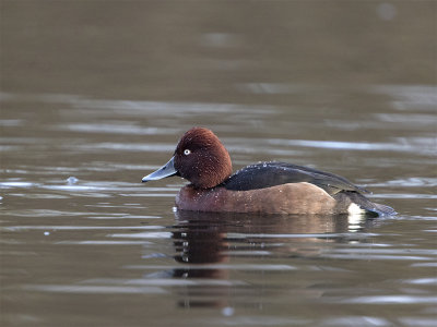 Ferrugineous duck male  Lunds RV January 1603.jpg
