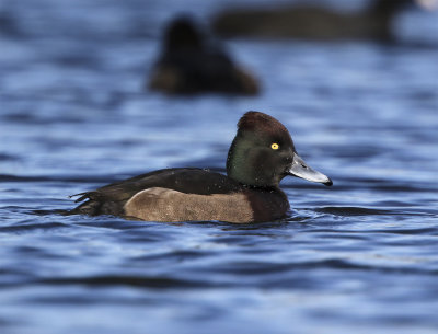 Ferrugineous duck + Tufted duck Lunds reningsverk.jpg