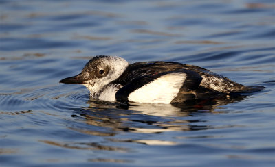Black guillemot 2094 Skanrs hamn January 1600pix.jpg