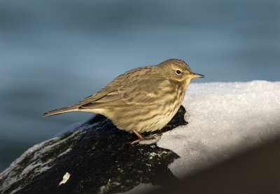 Rock pipit February Skanr feb 3615.jpg
