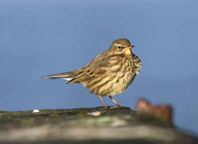 Rock pipit February 3775 Skanr feb.jpg