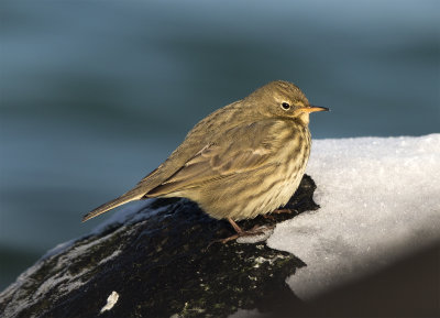 Rock pipit February 3685 Skanr feb 1600pix.jpg