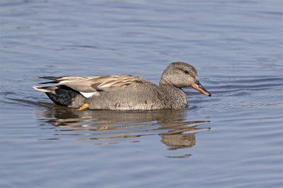 Gadwall male 3499 Nsbyholm May.jpg