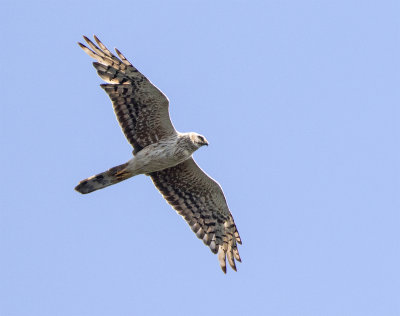 Pallid harrier Adult female September 0189 FalsterboKanalen.jpg