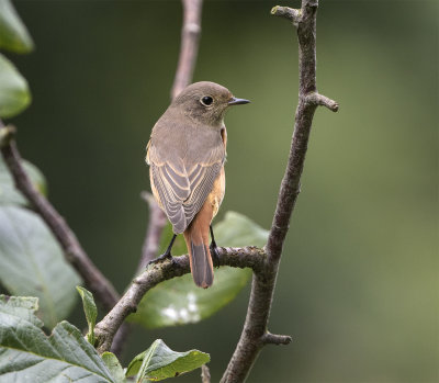 Redstart juvenile male August 8541 Smyge.jpg
