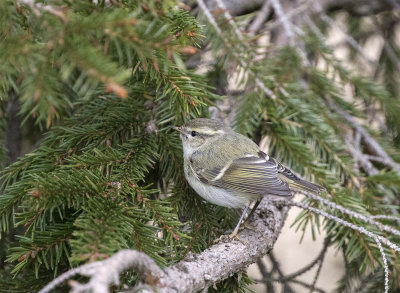 Humes leaf warbler Abbeks feb.jpg