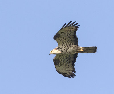 Honey buzzard 6149 Alstad adult August.jpg