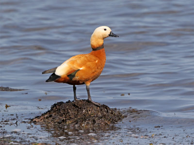Ruddy shelduck Stavsten May male.jpg