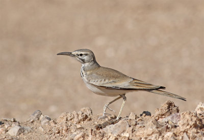 Hoopoe lark Al beed farms Oman 2015-01-03 Mattias Ullman.jpg