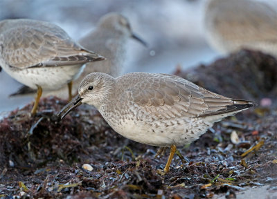 Knot Skanr 223 jan.jpg