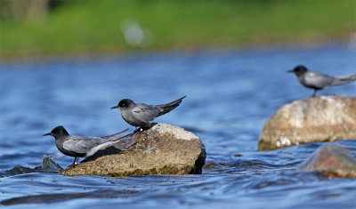 Black tern May 7773 Nsbyholmssjnj.jpg