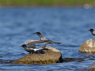 Black tern May 7805 Nsbyholm.jpg