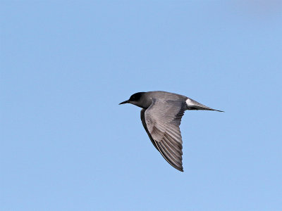 Birds_in_Sweden