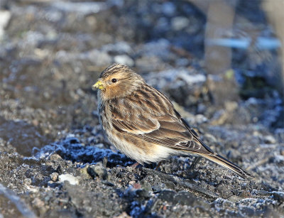 Twite Fredshg feb.jpg