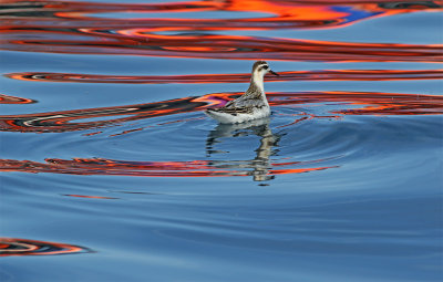 Grey phalarope 1st winter October Sagres.jpg