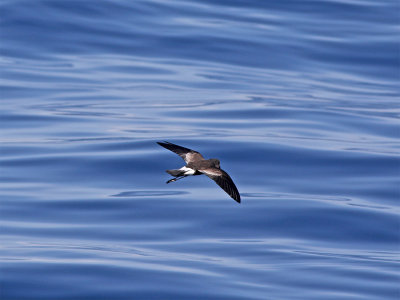 Wilsons storm petrel Sagres October.jpg