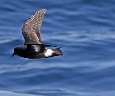 European storm petrel October Sagres.jpg