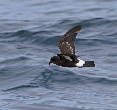 European storm petrel October Sagres.jpg