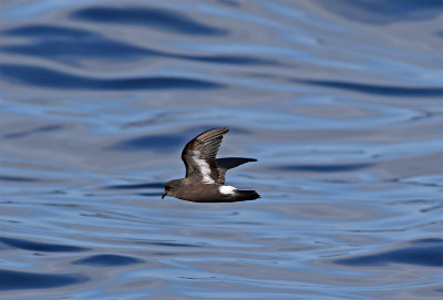 European storm petrel October Sagres.jpg