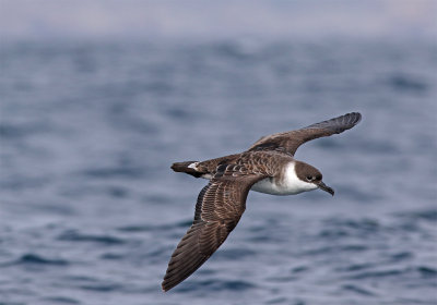 Great shearwater October Sagres