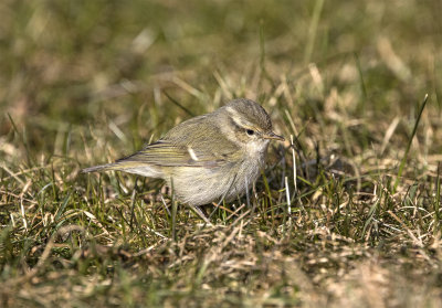 Passerines in Sweden