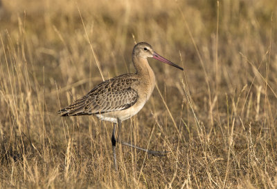 Black-tailed godwit ssp limosa juvenile June 0310.jpg