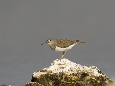 Common sandpiper adult July Trelleborg 0135.jpg