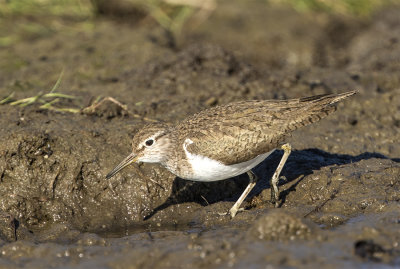 Common sandpiper Foteviken June 0263.jpg