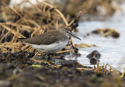 Green sandpiper juvenile July Trelleborg 0388.jpg