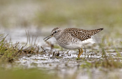 Wood sandpiper Tullstorp.jpg