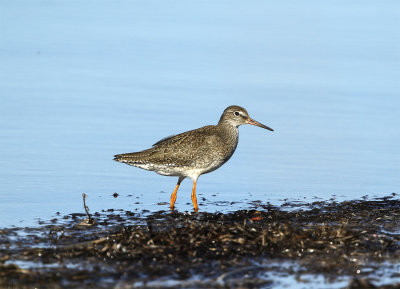 Redshank juvenile ssp possible Foteviken September.jpg