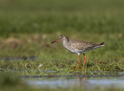 Redshank ssp totanus adult May Foteviken 0396.jpg