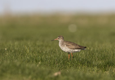 Redshank ssp totanus May Foteviken.jpg