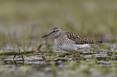 Wood sandpiper Adult May Smygehuk 2020.jpg
