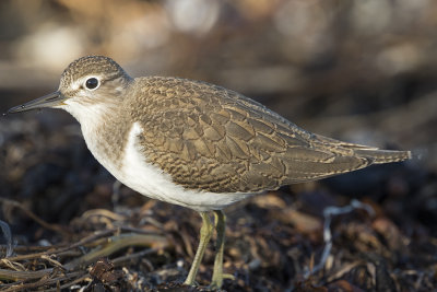 Common sandpiper juvenile July Trelleborg 0286.jpg